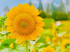 -花开海上生态园