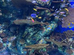 -上海海洋水族馆