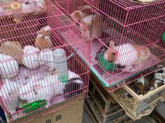 -中环花鸟鱼虫市场