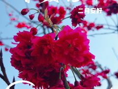 -天适樱花悠乐园