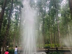 -合肥滨湖国家森林公园