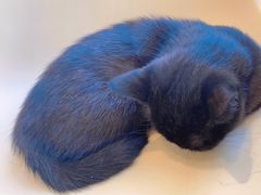 -怪兽屋·羊驼·猫咖·狗咖(俊华广场店)