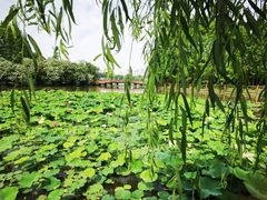 -黄兴公园