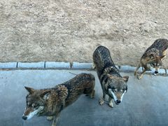 -北京野生动物园