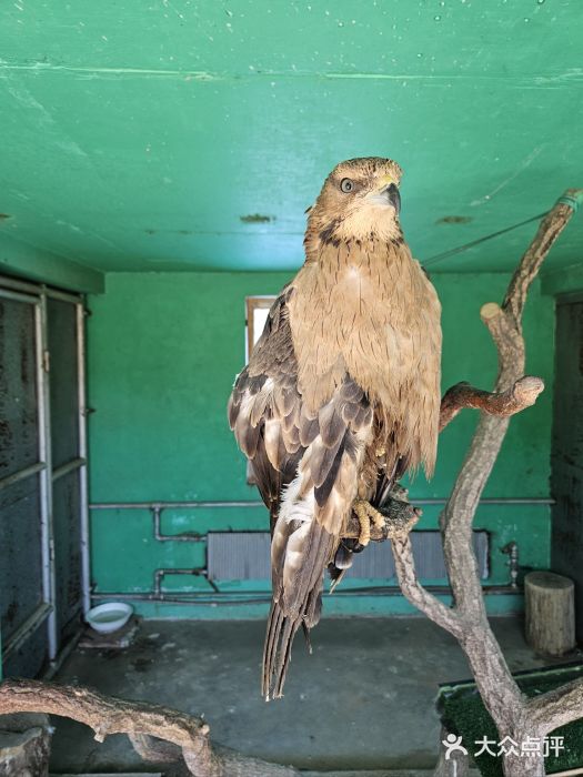 西霞口神雕山野生动物世界图片