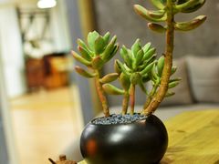 -成杰格斗·拳击·柔术·防身术(建设路店)