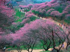 -新建村梅花