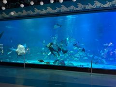 -烟台海昌鲸鲨海洋公园