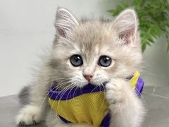 -lincat·猫舍(广州店)