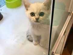 -李小姐の猫咖啡馆(五角场店)