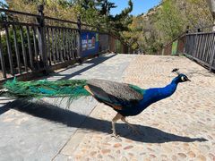 -西霞口神雕山野生动物世界