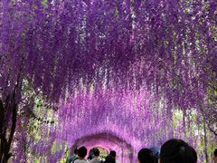 -广东花都香草世界旅游度假区