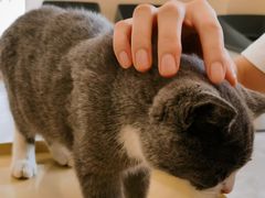-猫力发电所·宠物专门店