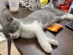 -肖四女乐山跷脚牛肉(江北星街坊店)