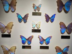 -上海昆虫博物馆