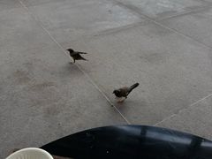 -亚龙湾喜来登·美景台大堂吧