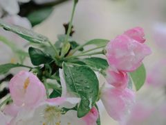 -海棠花溪(元大都城垣遗址公园)