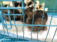 -米苏动物医院·犬猫专科·骨科外科内窥镜