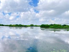 -芒洲湿地公园