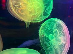 -太平洋海底世界