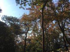 -广州市石门国家森林公园