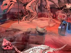 -正佳自然科学博物馆