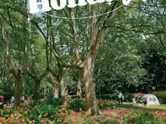 -上海共青森林公园