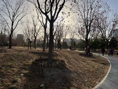 -莲花池公园