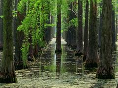 -渌洋湖湿地公园