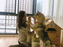 -Husky Go! 哈士奇体验馆·宠物咖啡厅狗咖