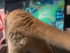 -东方名猫馆·英短金渐层布偶猫舍(环线广场1号楼店)