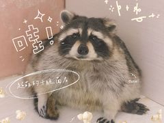 -浣熊柯尔鸭土拨鼠·电玩咖