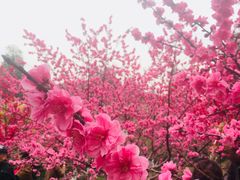-秀丽东方