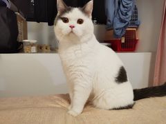 -伟伟宠物医院·CT影像中心·瑞派犬猫综合性门诊(汉口总院)