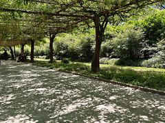 -嘉定紫藤园
