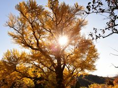 景点-遵化市禅林寺古银杏风景园