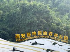 -西双版纳原始森林公园