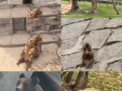 -哈尔滨北方森林动物园