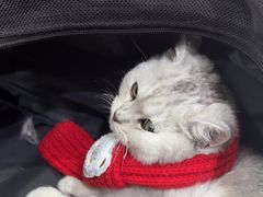 -艾贝尔宠物医院·24H转诊中心·肿瘤猫专科(江宁双龙店)
