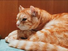 -CAT’S MEWSTAR CAFE·喵星球猫屋(晴湾咖啡店)