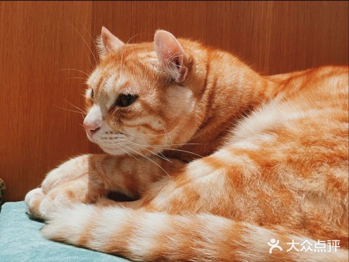 CAT’S MEWSTAR CAFE·喵星球猫屋(晴湾咖啡店)图片