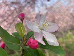 -洛阳市隋唐城遗址植物园