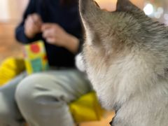 -Husky Go! 哈士奇体验馆·宠物咖啡厅狗咖