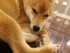-豆柴町-柴犬主题狗咖(红鼎国际C座店)