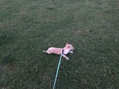 -波姐宠物家庭寄养