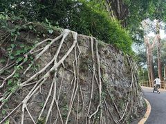 -银湖山郊野公园-相思林