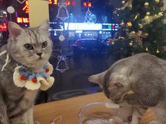 -猫友咖啡店(玉林西路店)