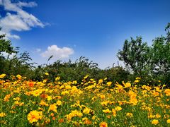 -大兴滨河森林公园