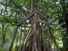 -中国科学院西双版纳热带植物园