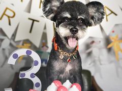 -读宠于你·约克夏比熊·睫角守宫·爬宠售卖(高新店)